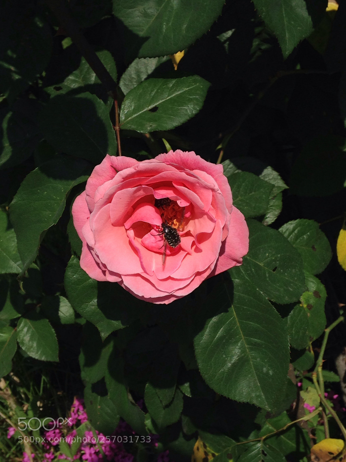 Apple iPhone 5c sample photo. Rose photography