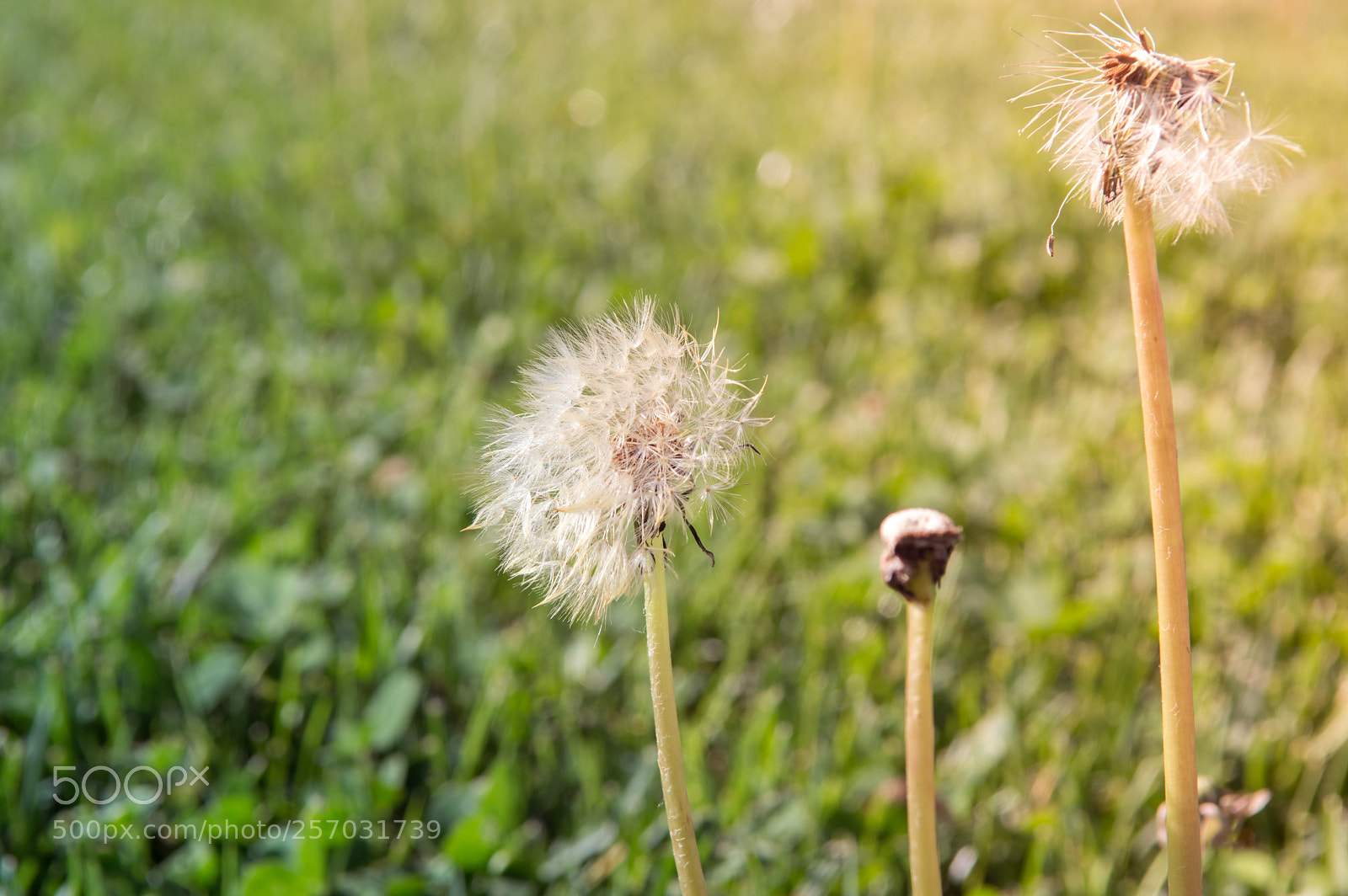 Nikon D3200 sample photo. Springtime in meadow. photography