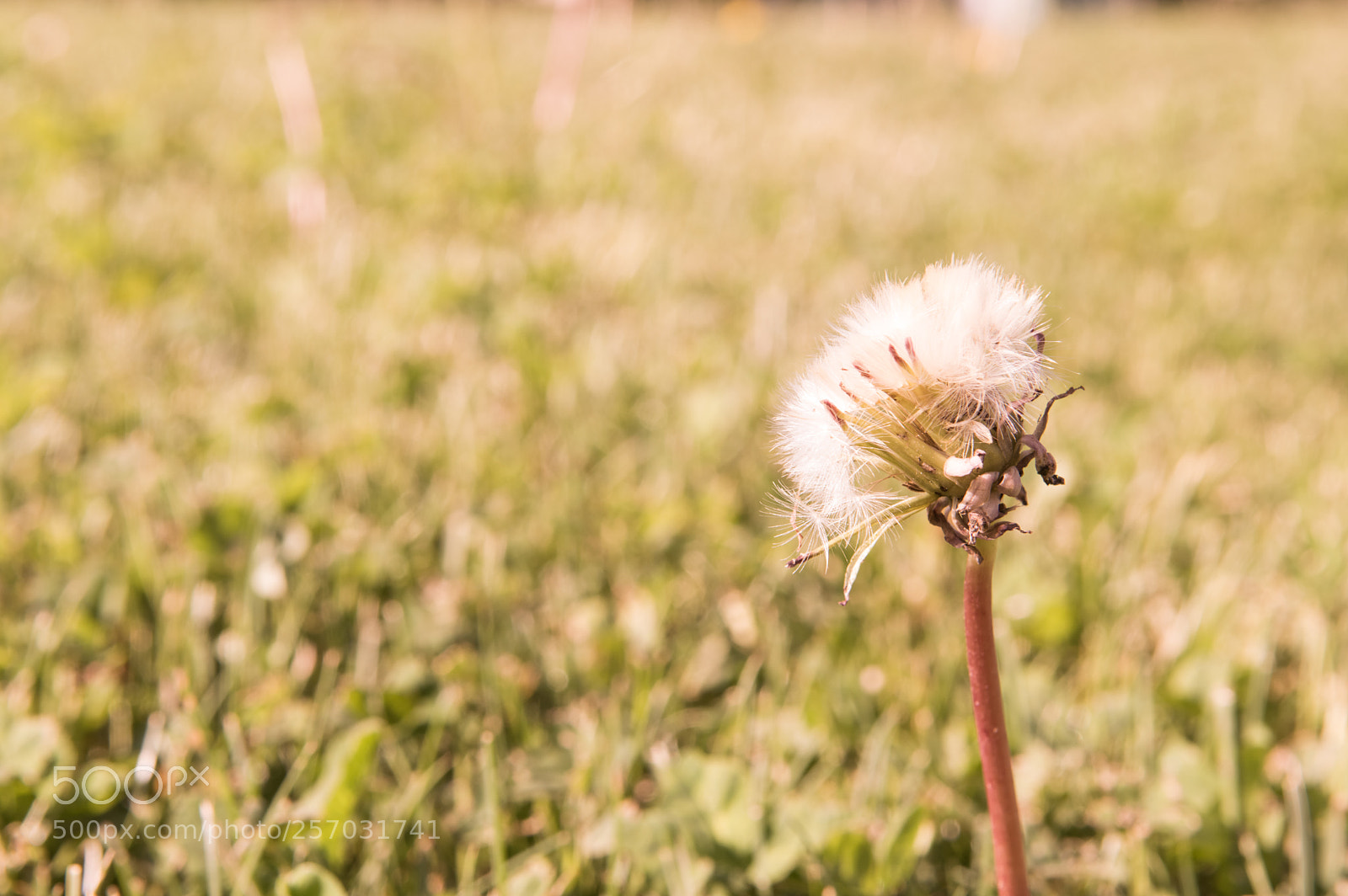 Nikon D3200 sample photo. Springtime in meadow. photography