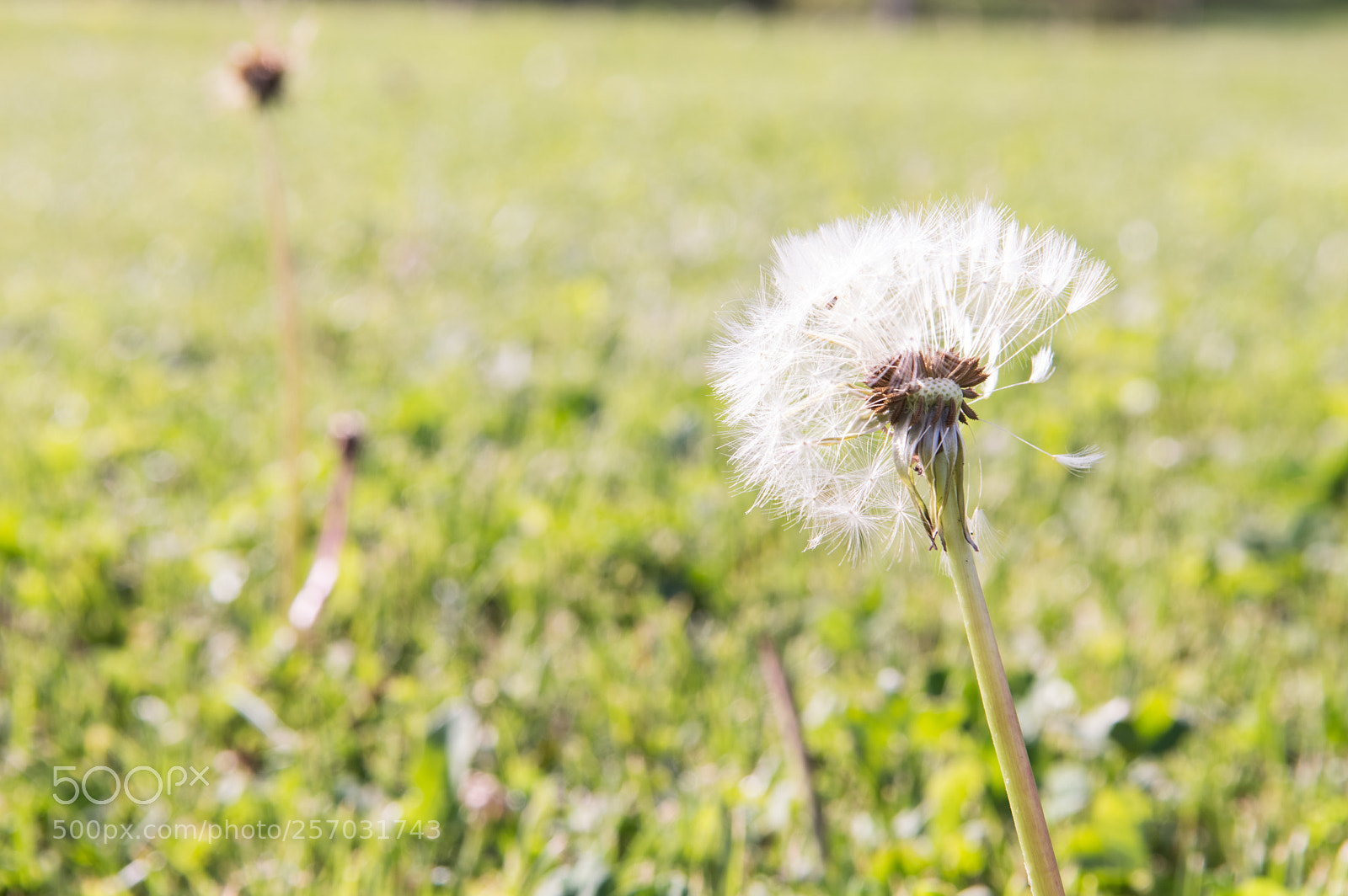 Nikon D3200 sample photo. Springtime in meadow. photography