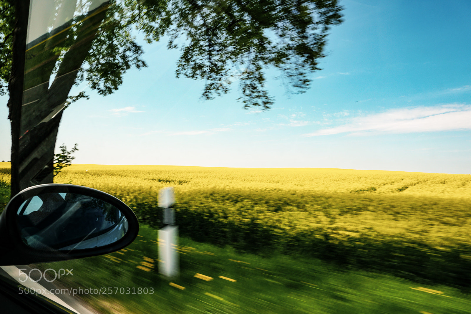 Sony a6300 sample photo. Colza driveby photography