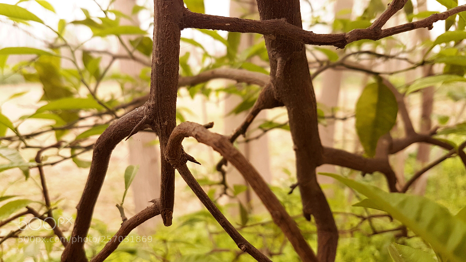 Samsung Galaxy S7 Edge sample photo. Deep in the woods.jpg photography
