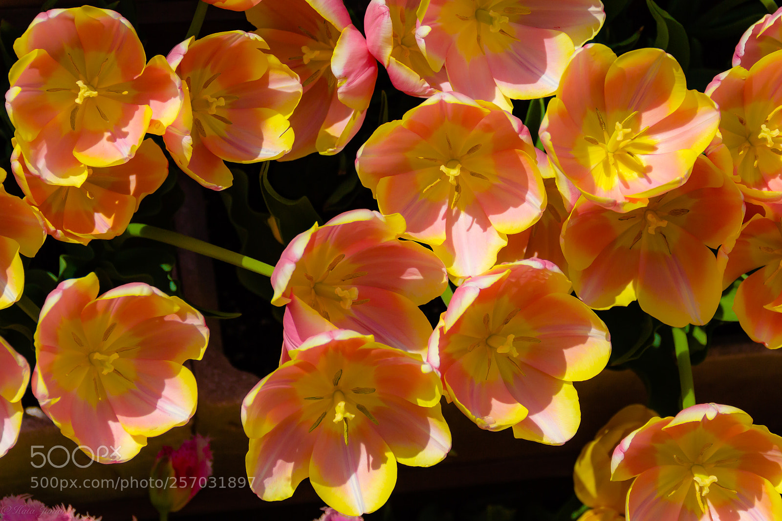 Canon EOS 60D sample photo. Tulips photography