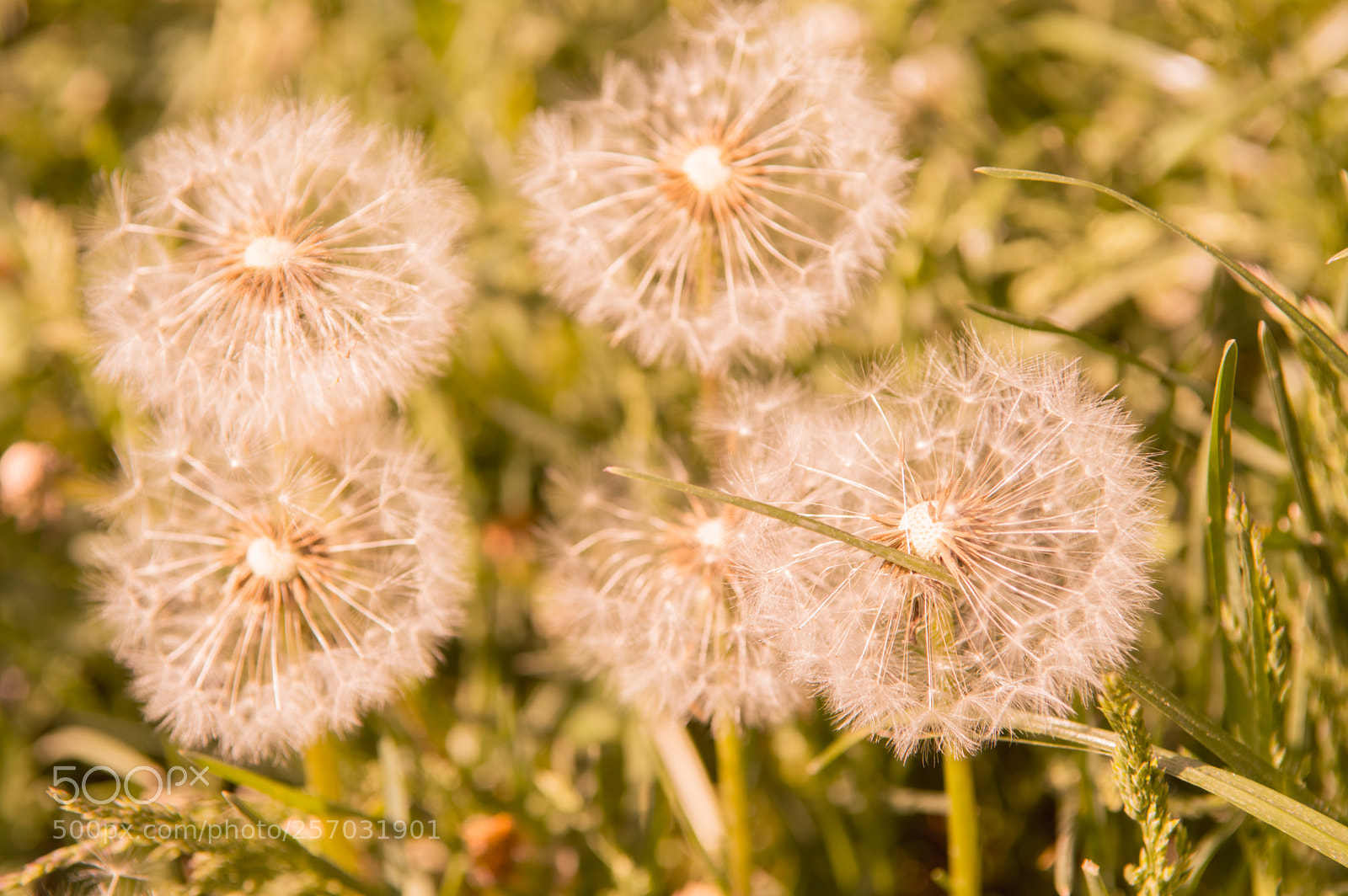 Nikon D3200 sample photo. Springtime in meadow. photography