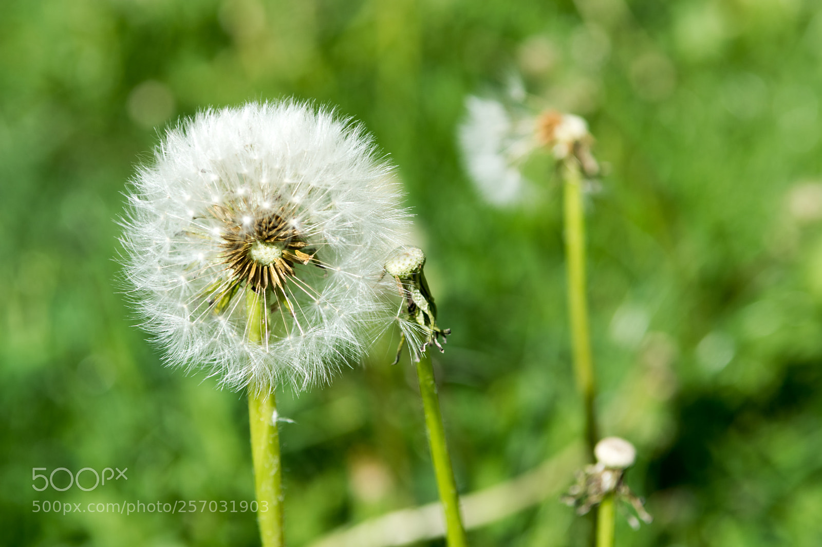 Nikon D3200 sample photo. Springtime in meadow. photography