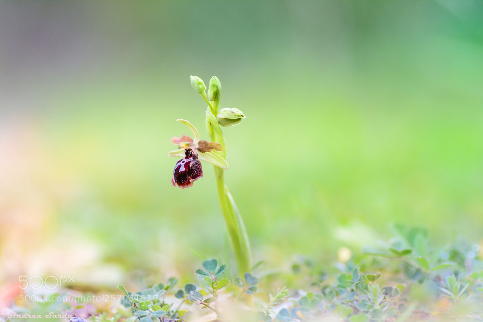 Nikon D7100 sample photo. Ophrys passionis photography