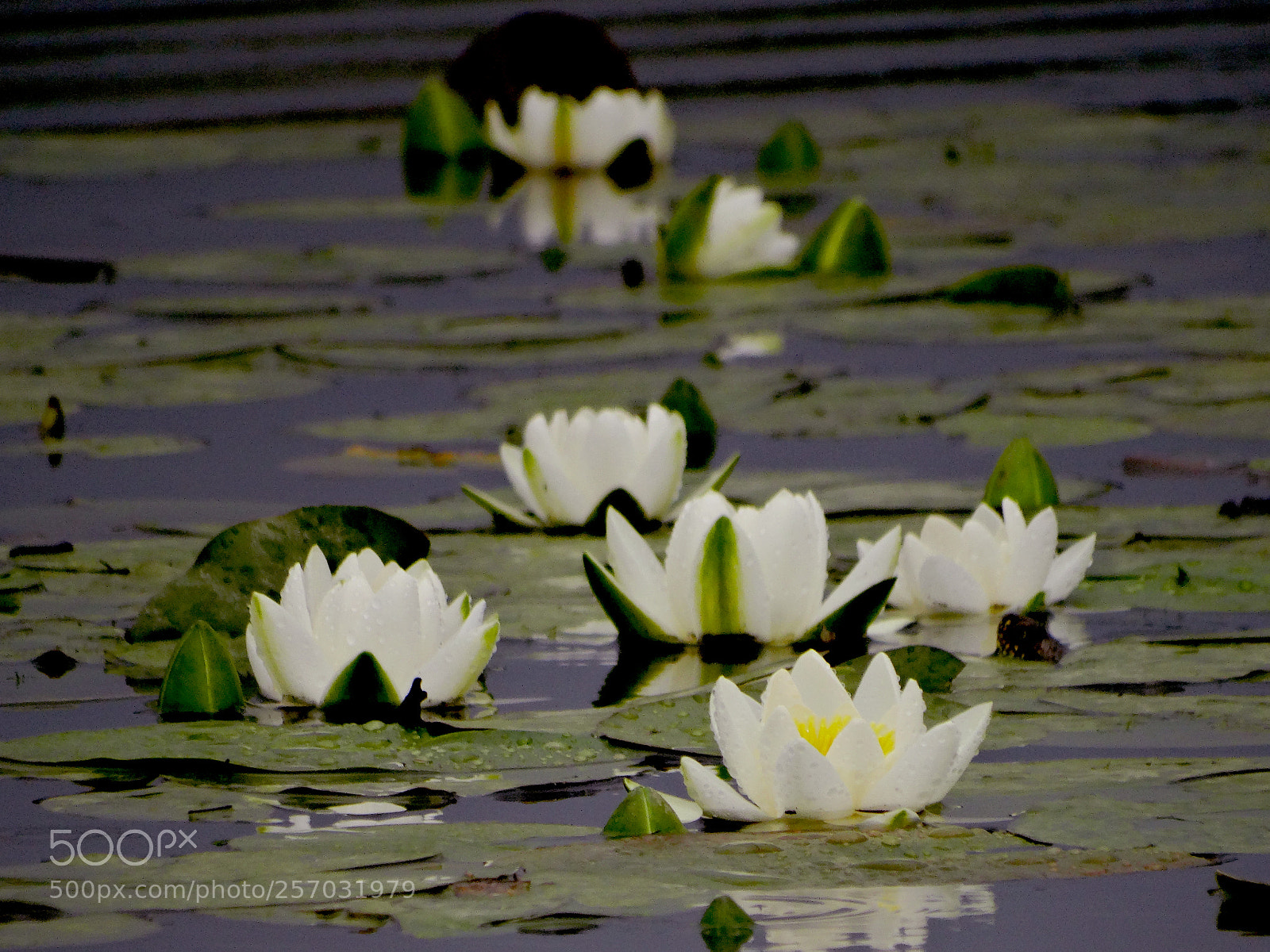 Sony Cyber-shot DSC-HX300 sample photo. Nymphaea photography