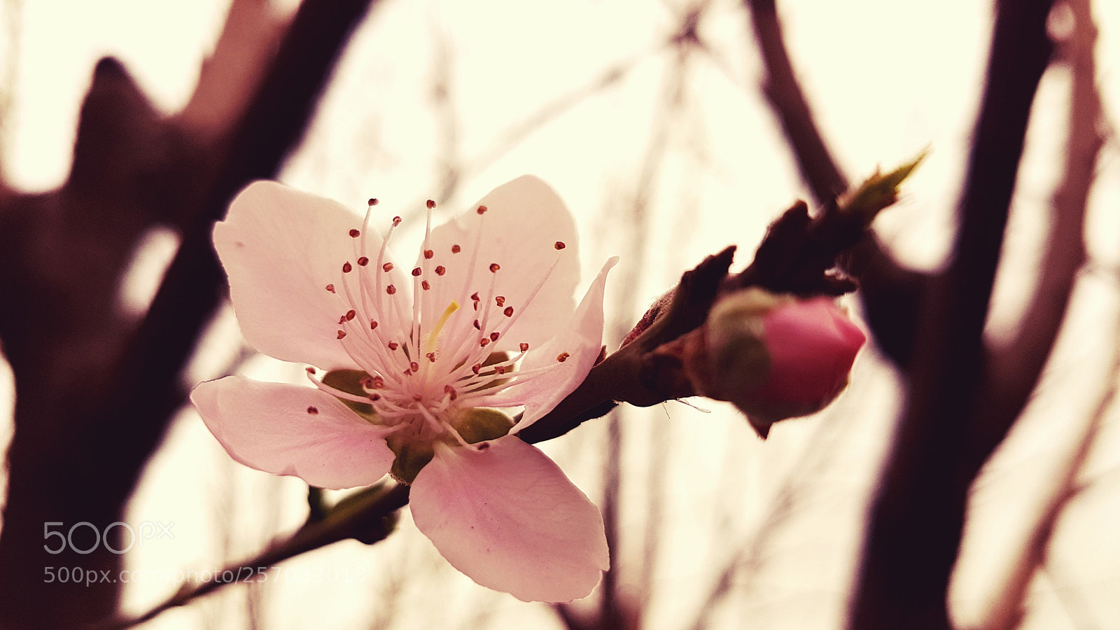 Samsung Galaxy S7 Edge sample photo. Peach flower.jpg photography