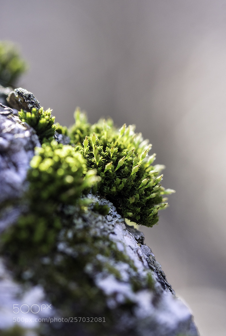 Nikon D600 sample photo. 180508 photography