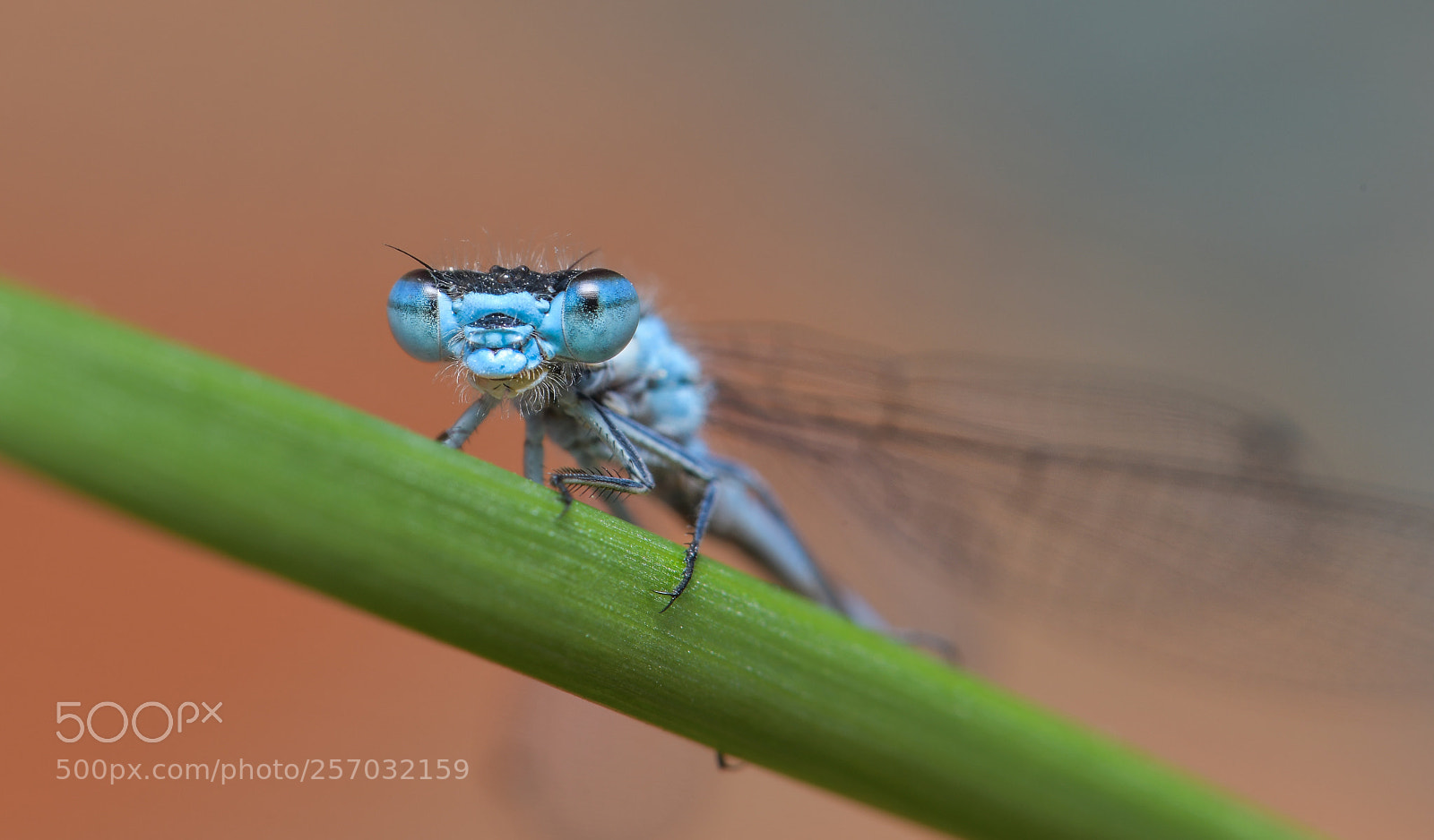 Nikon D850 sample photo. Coenagrion lunulatum photography