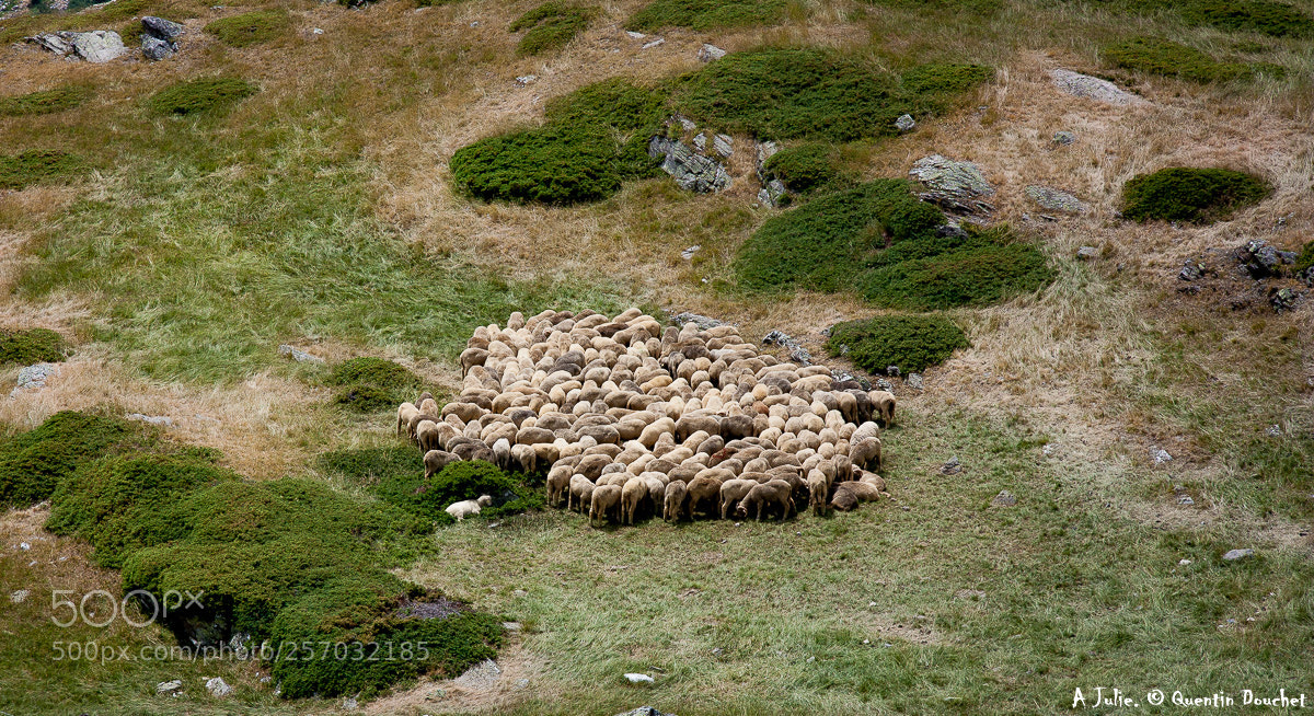 Canon EOS 450D (EOS Rebel XSi / EOS Kiss X2) sample photo. Le cercle des moutons photography