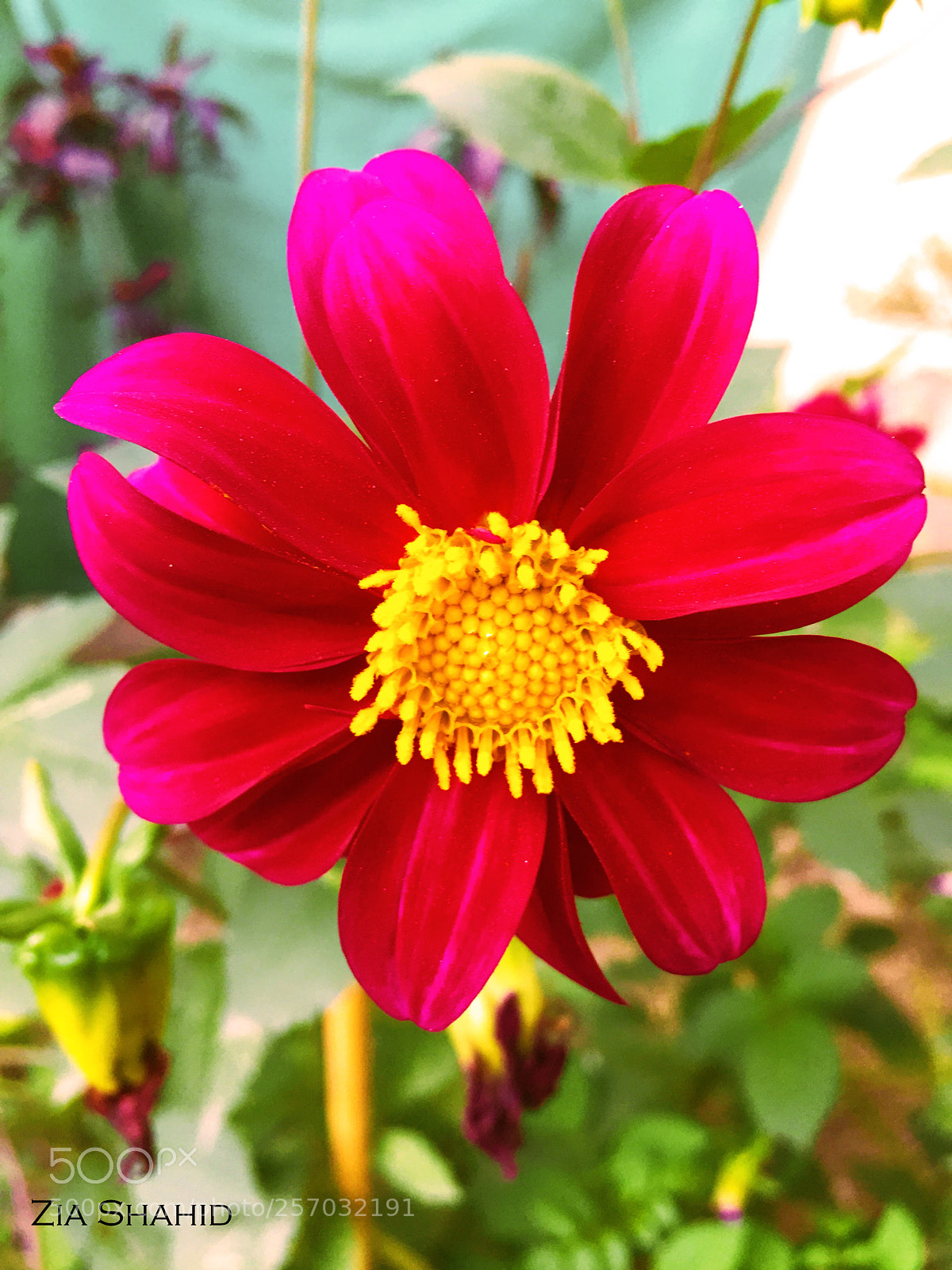 Apple iPhone 6 sample photo. Es photography