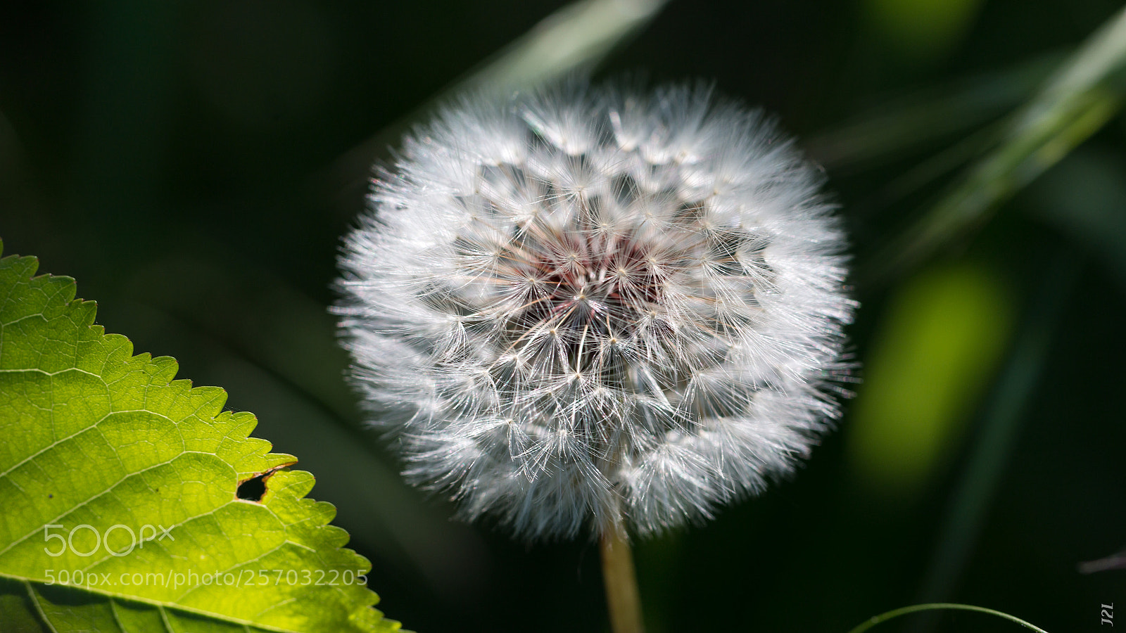 Canon EOS 70D sample photo. V g taux photography