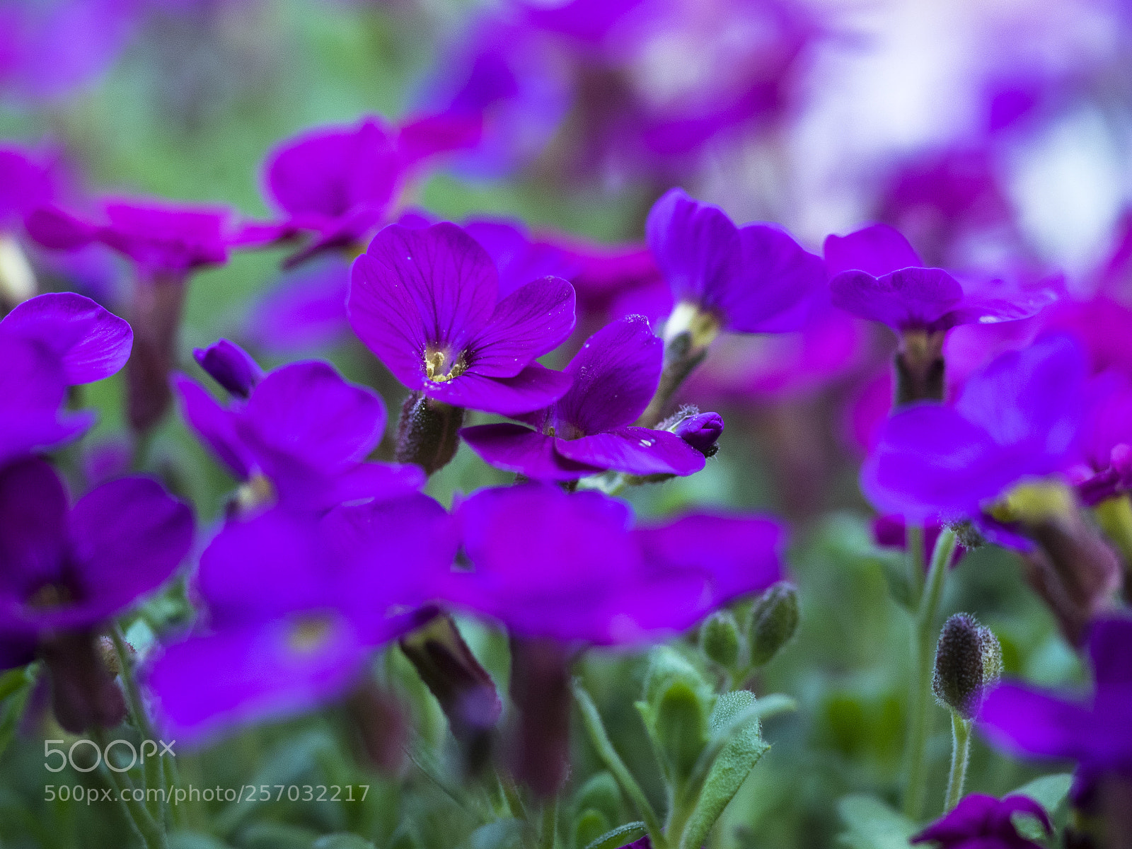 Olympus OM-D E-M1 sample photo. Aubretia photography