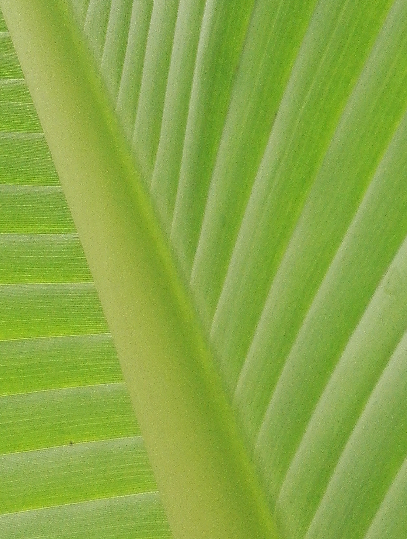 HUAWEI Honor 7 sample photo. Leaf photography