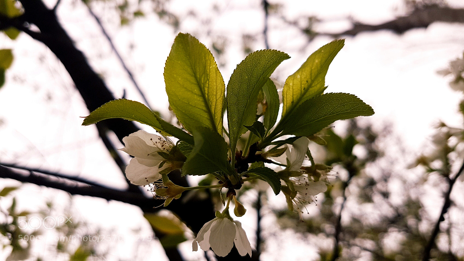 Samsung Galaxy S7 Edge sample photo. Branch in focus.jpg photography