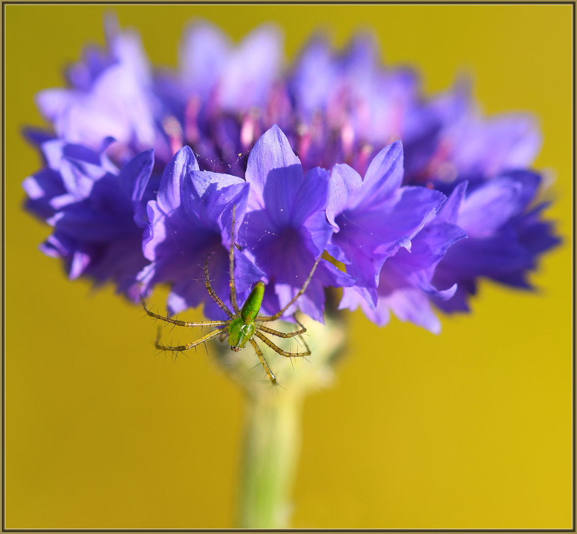 Sigma 105mm F2.8 EX DG OS HSM sample photo. Micro monster photography
