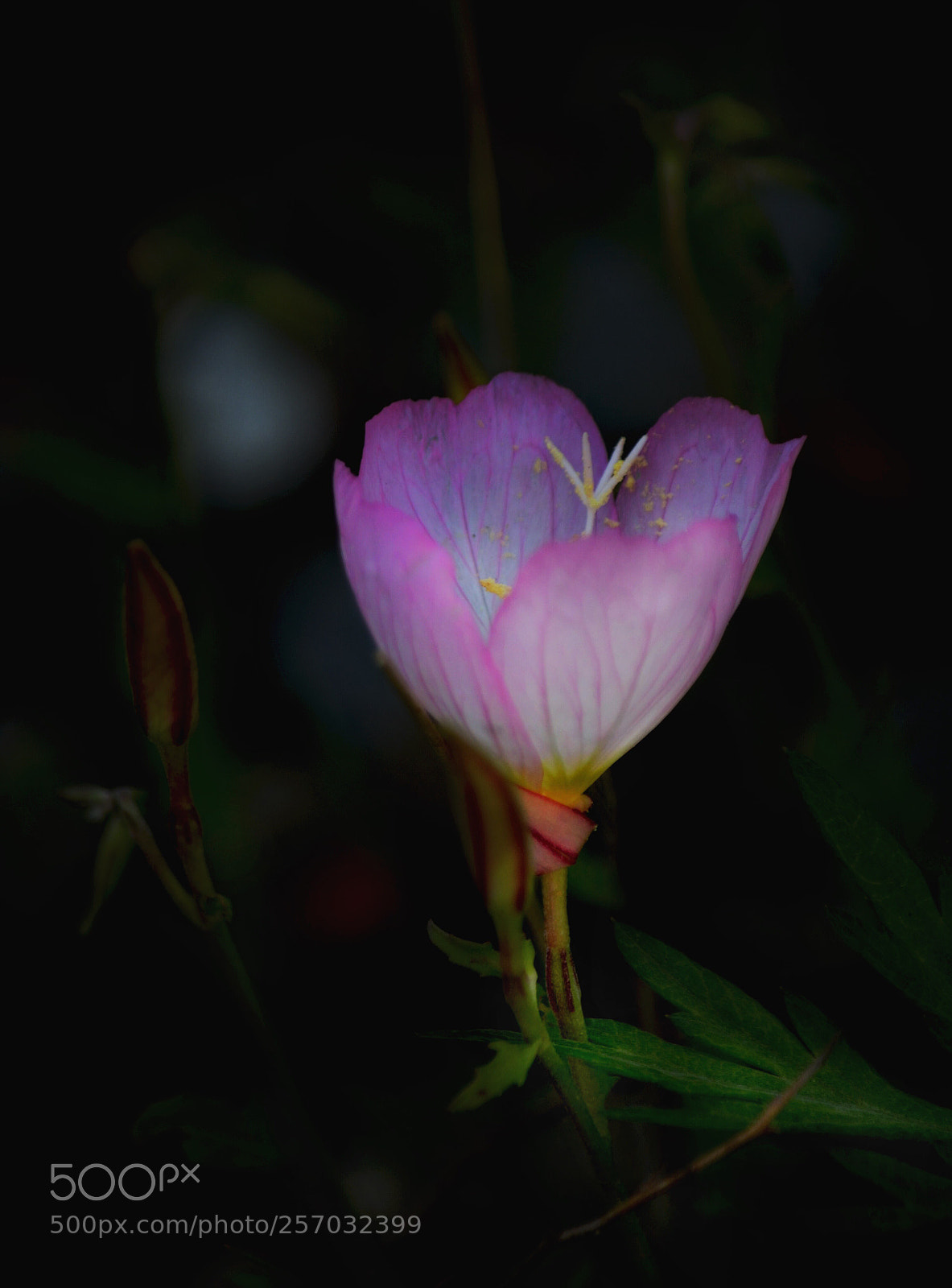 Nikon D5200 sample photo. Untitled photography