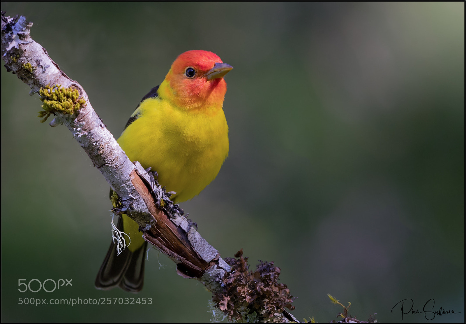 Canon EOS-1D X Mark II sample photo. Western tanager photography