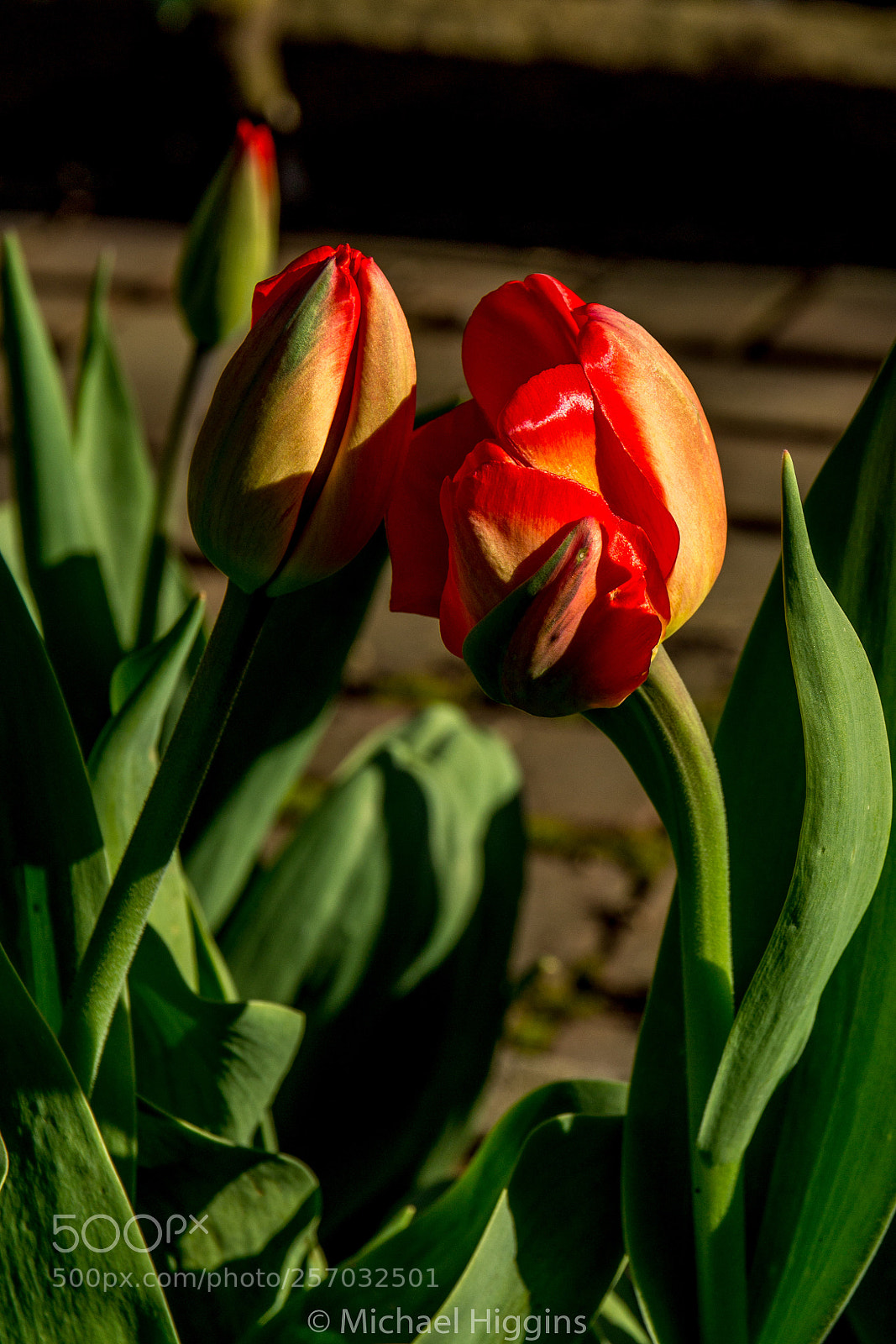 Canon EOS 1200D (EOS Rebel T5 / EOS Kiss X70 / EOS Hi) sample photo. Taking a bow photography