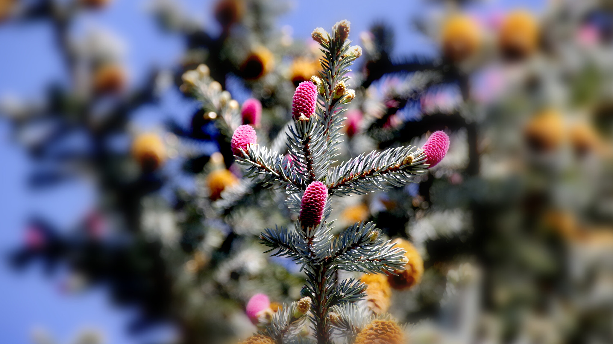 Pentax K-70 sample photo. Flower photography