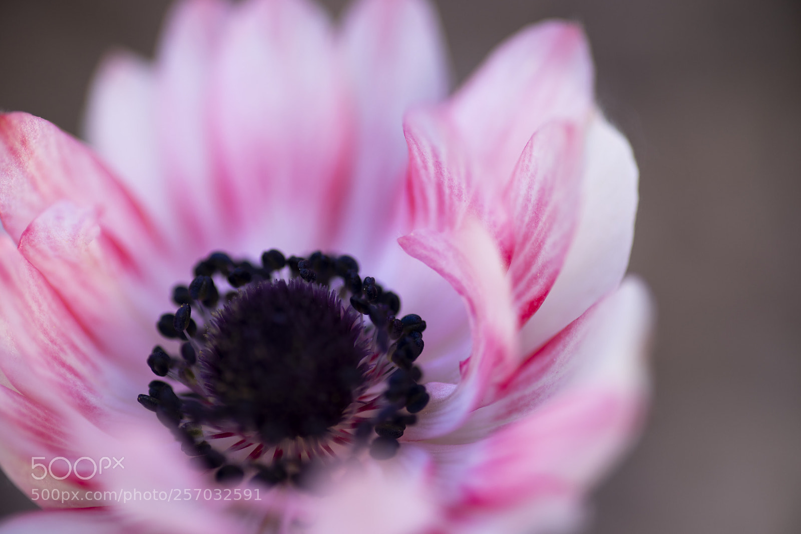 Pentax K-1 sample photo. Pink lady photography