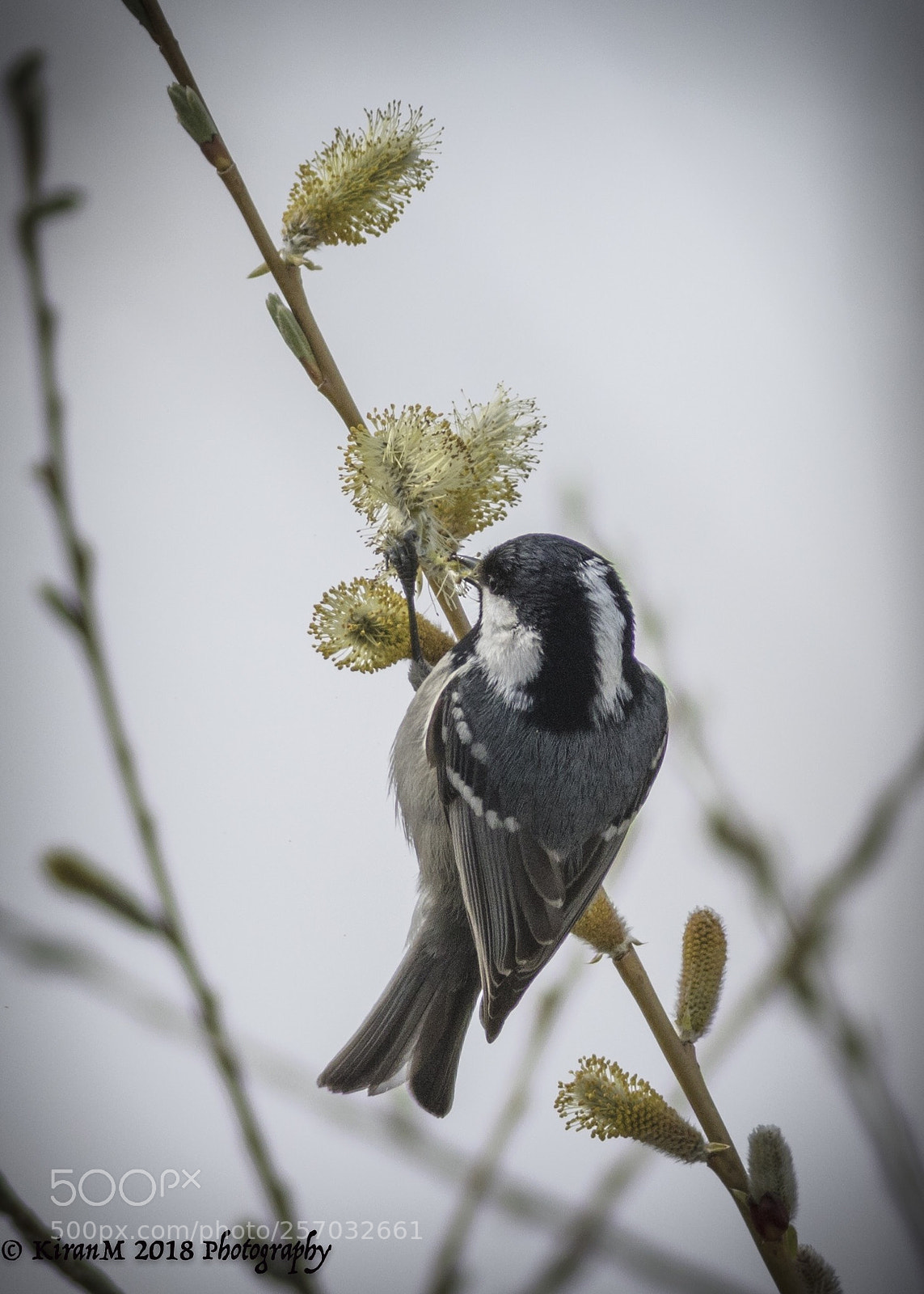 Canon EOS 7D Mark II sample photo. Tit & flower photography