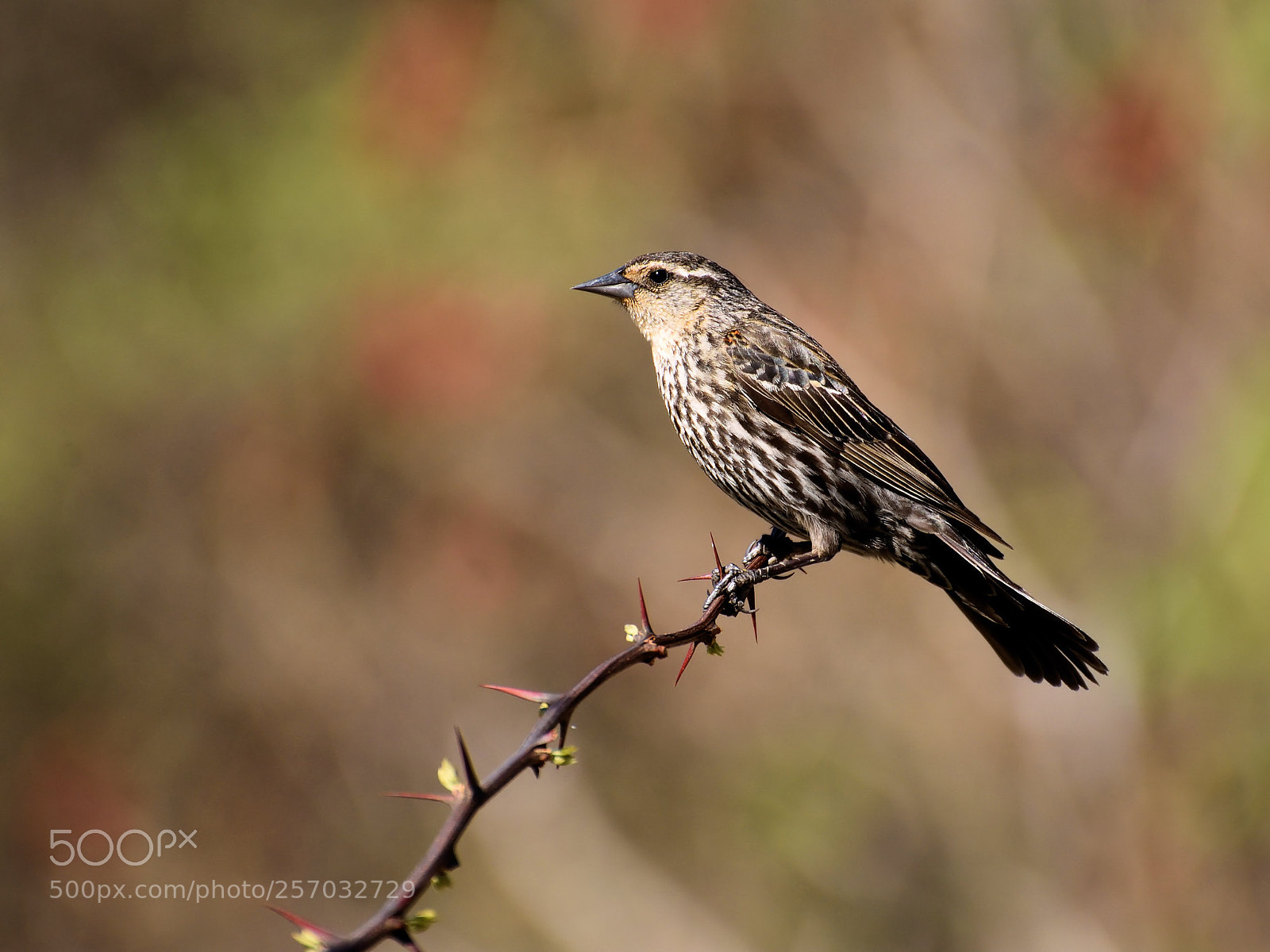 Nikon D7200 sample photo. Carefully perched photography