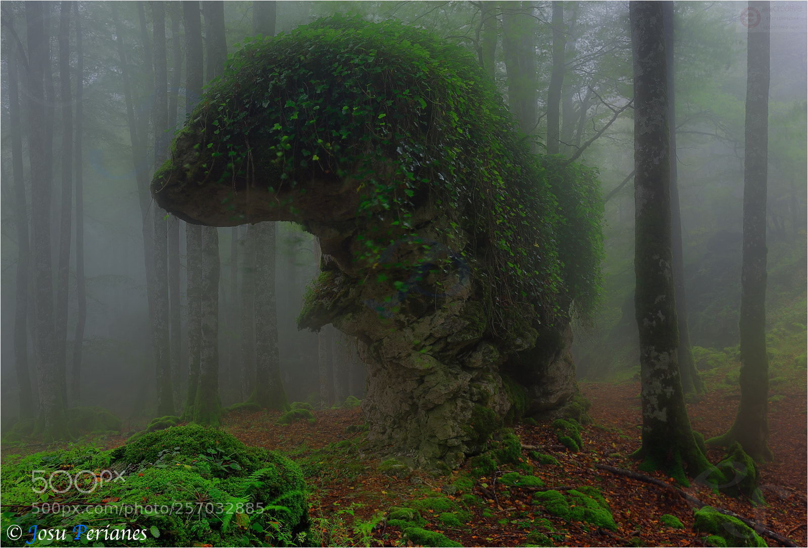 Canon EOS 5D Mark II sample photo. Criaturas del bosque photography