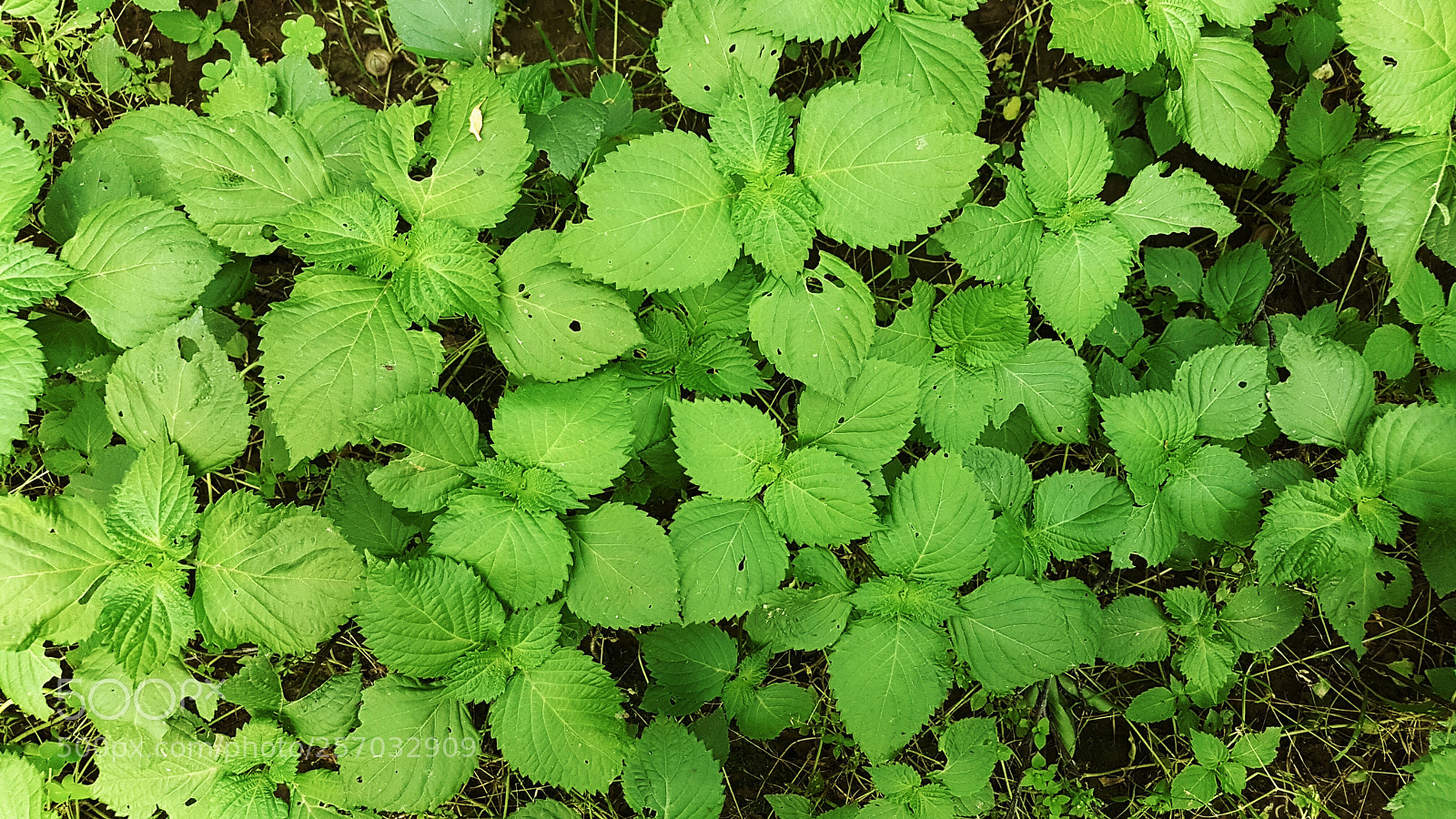 Samsung Galaxy S7 Edge sample photo. Glowing leaves.jpg photography