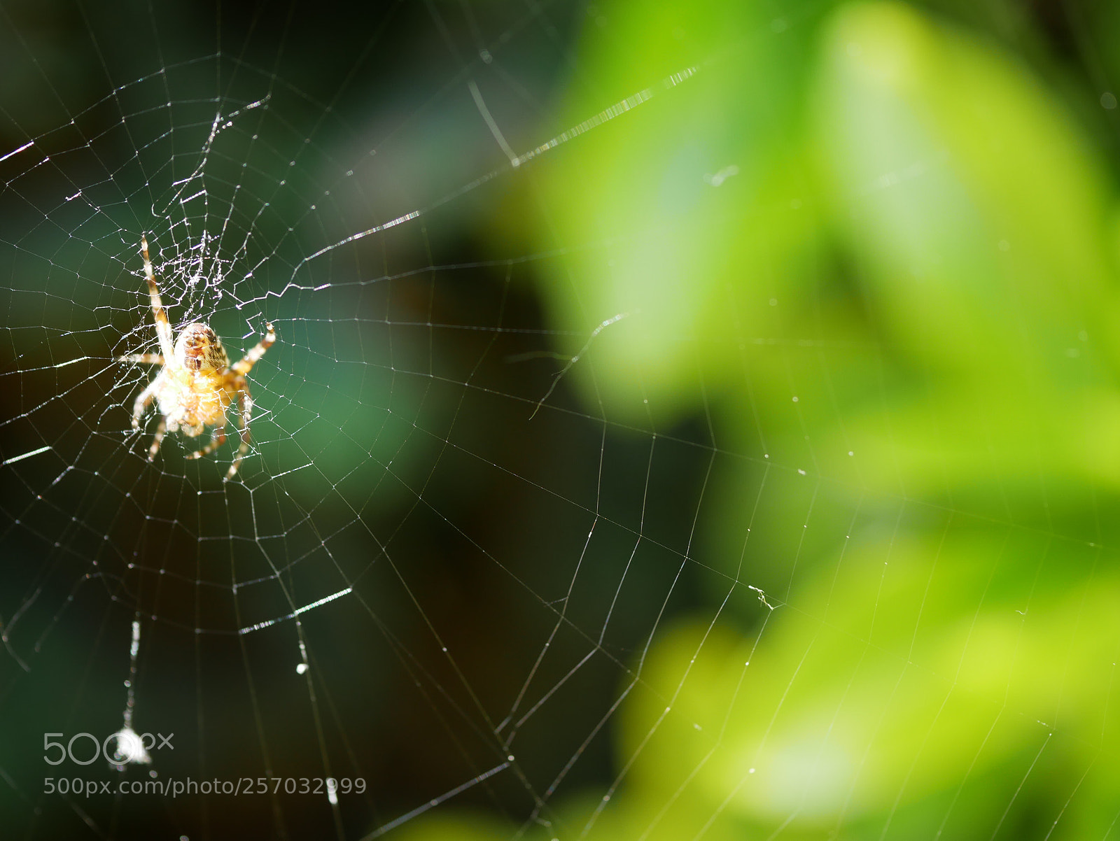 Panasonic Lumix DMC-GX85 (Lumix DMC-GX80 / Lumix DMC-GX7 Mark II) sample photo. Araignée photography