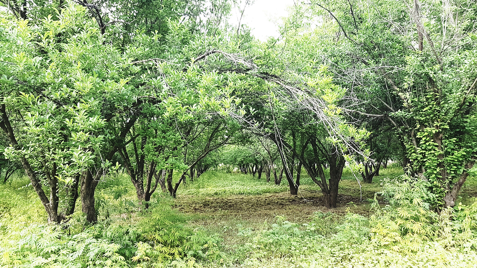 Samsung Galaxy S7 Edge sample photo. Fruit trees.jpg photography