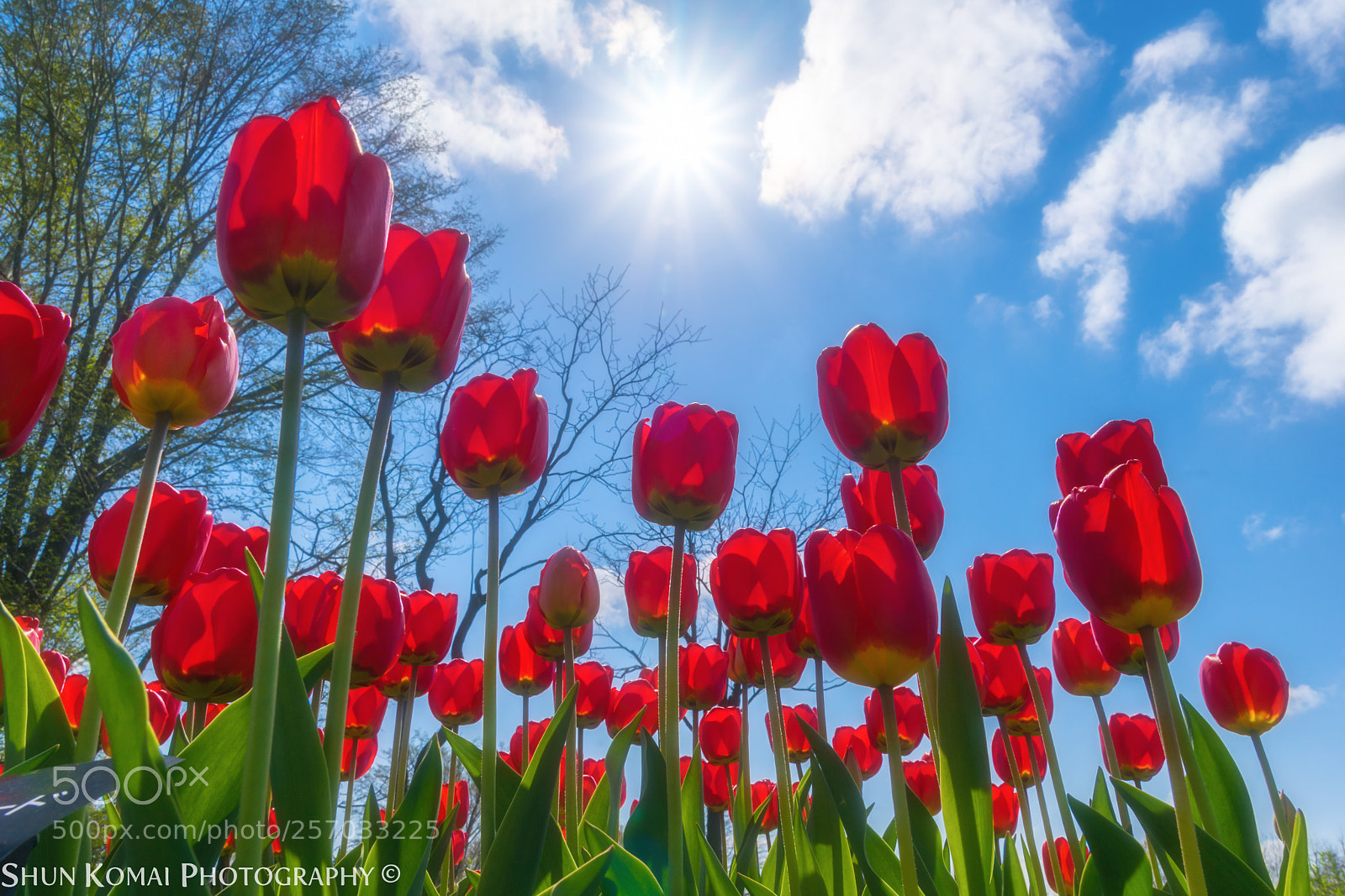 Sony a7 sample photo. Sun and tulip photography