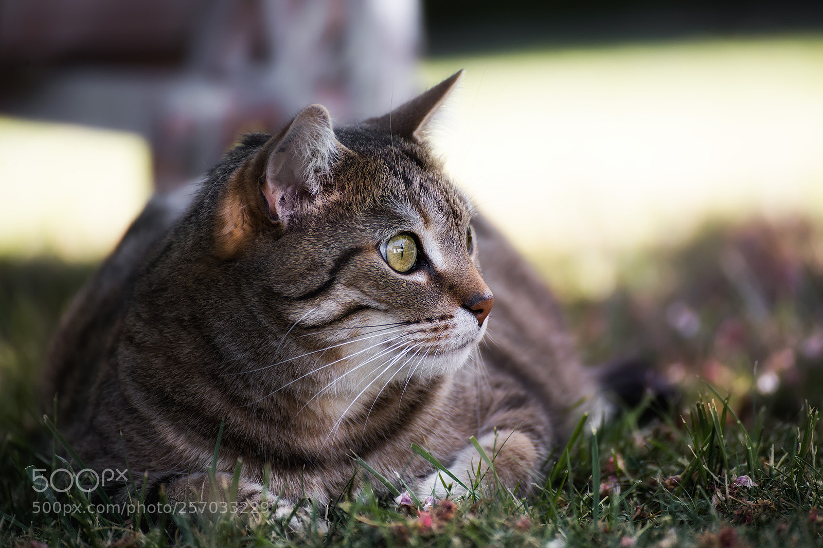 Canon EOS 6D sample photo. Miko photography