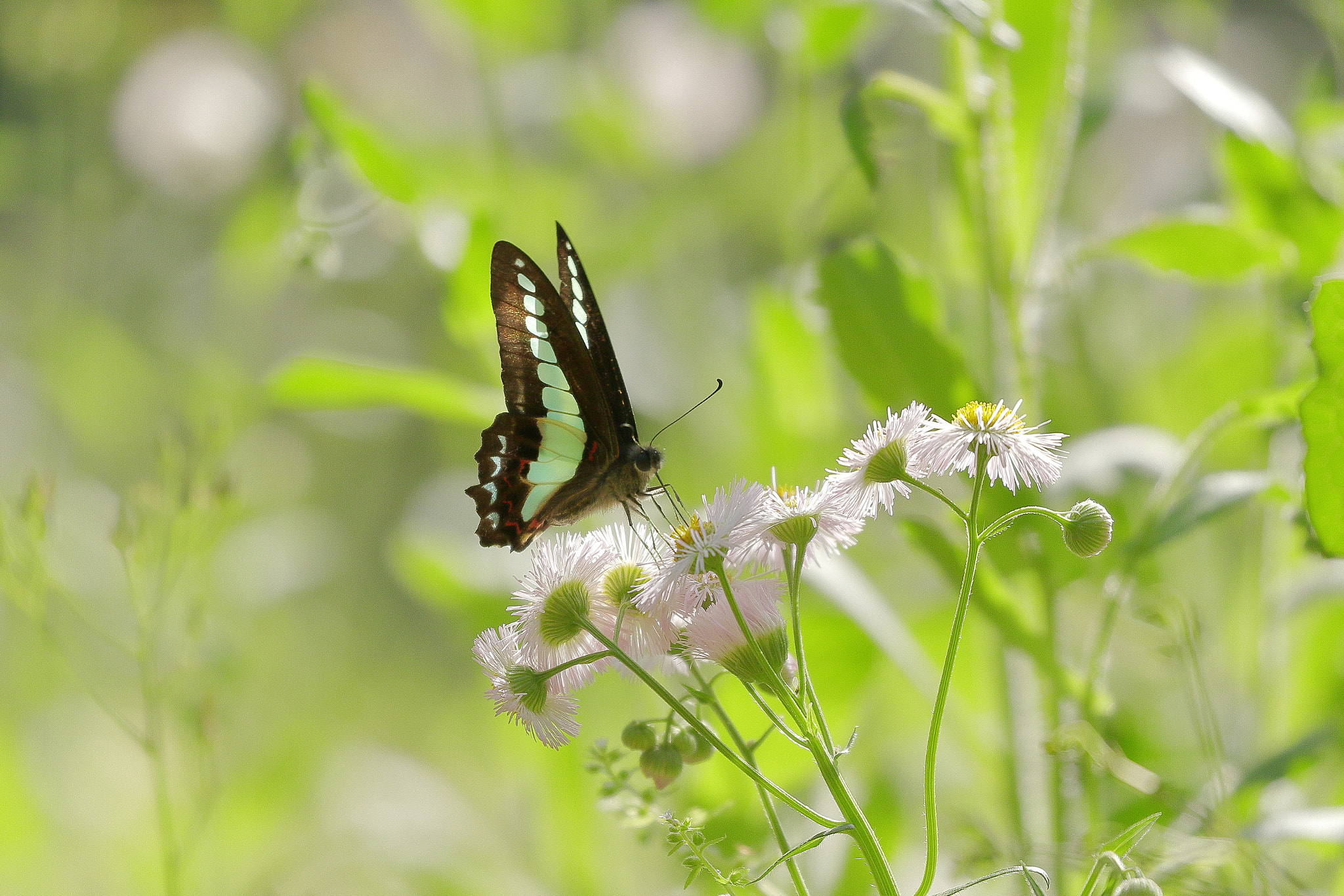 Canon EOS 7D Mark II + Canon EF 100-400mm F4.5-5.6L IS II USM sample photo. Butterfly 7i2a9510 photography