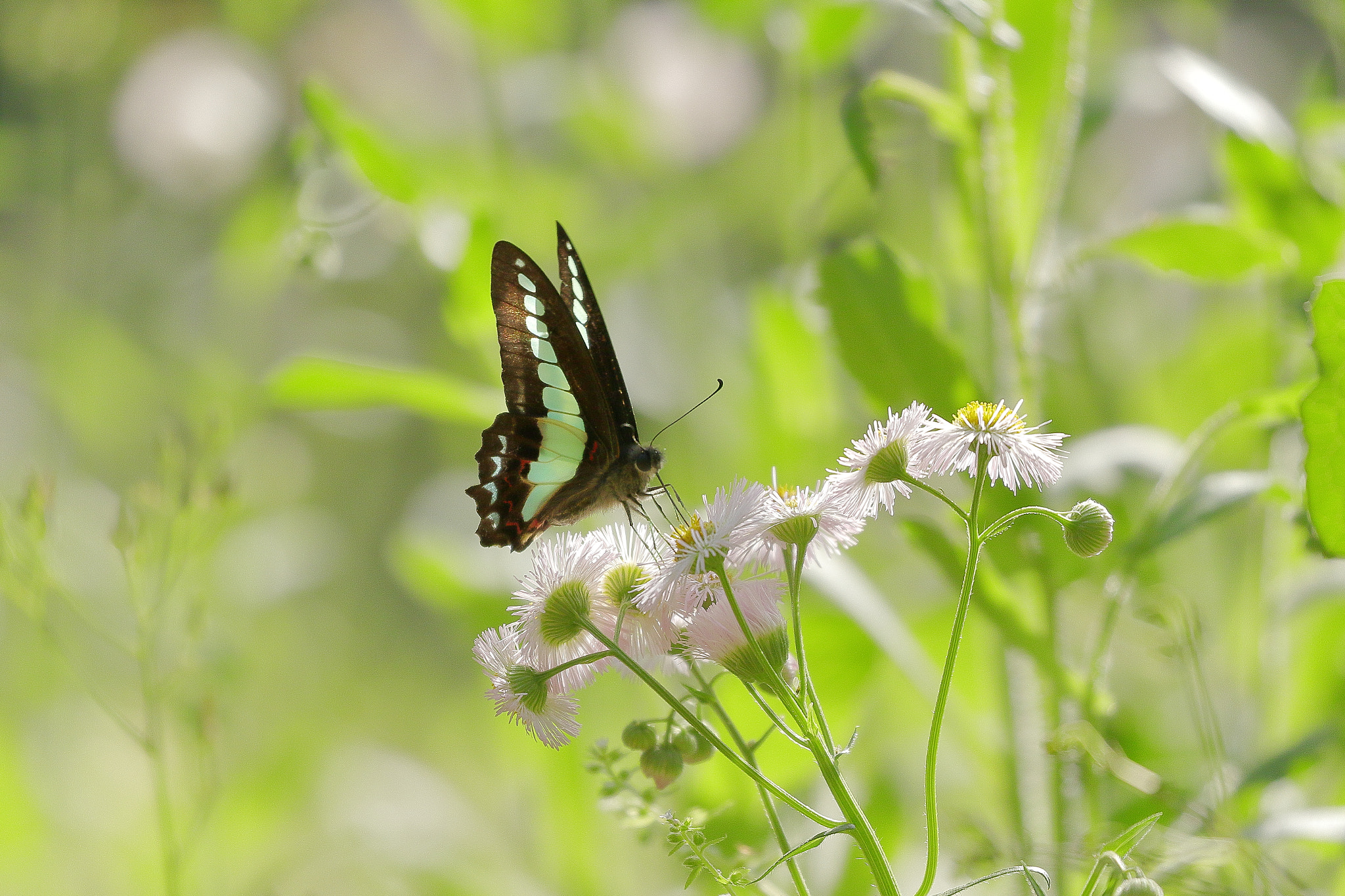 Canon EOS 7D Mark II sample photo. Butterfly 7i2a9510 photography