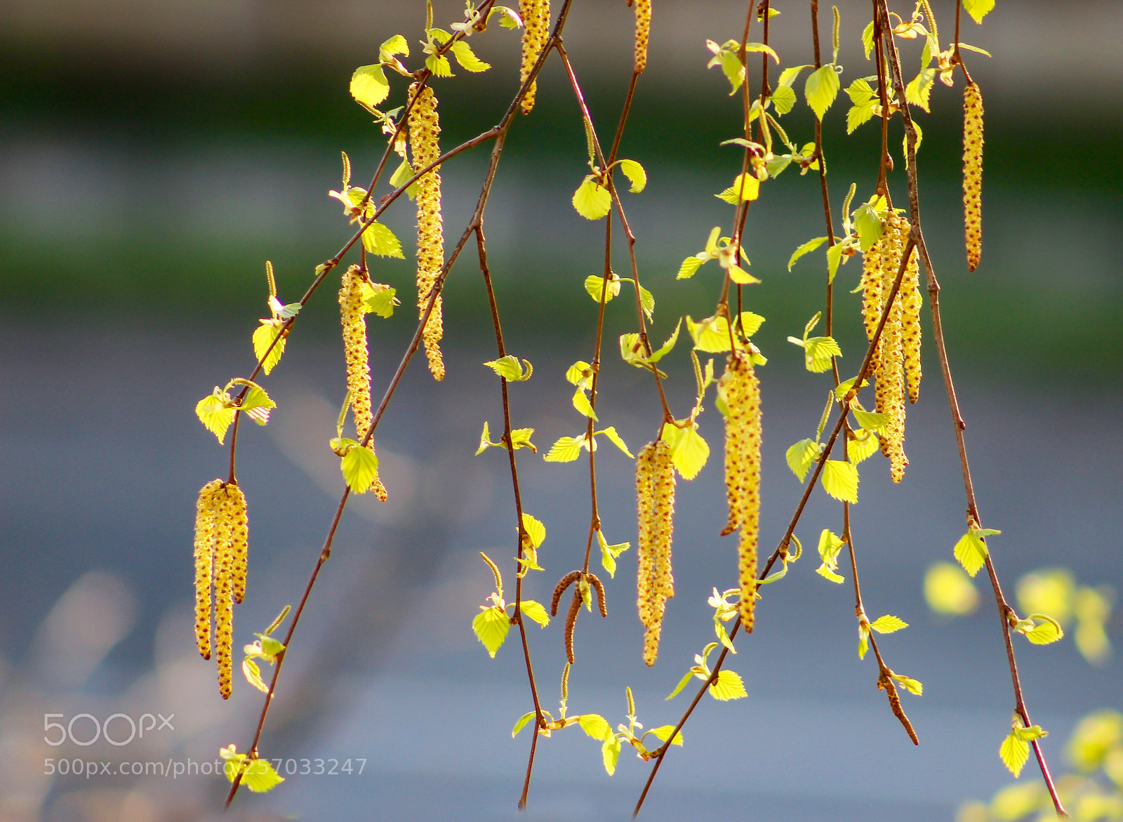Canon EOS 600D (Rebel EOS T3i / EOS Kiss X5) sample photo. Flowering birch photography