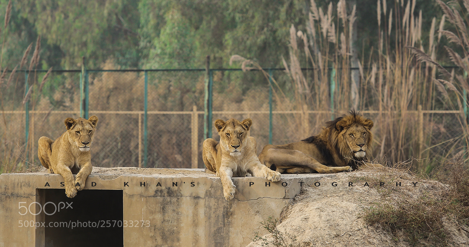 Canon EOS 6D sample photo. Resting photography