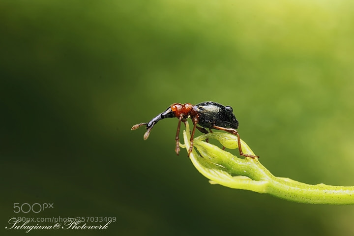 Canon EOS 60D sample photo. Weevil photography