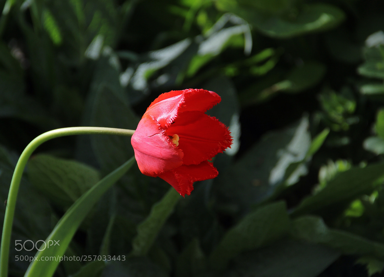 Canon EOS 600D (Rebel EOS T3i / EOS Kiss X5) sample photo. Red tulip  photography