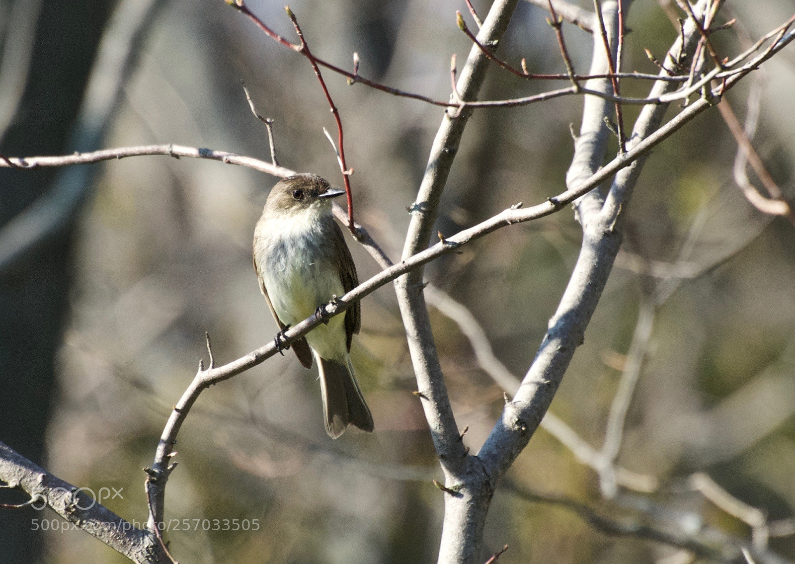 Nikon D80 sample photo. Eastern phoebe photography