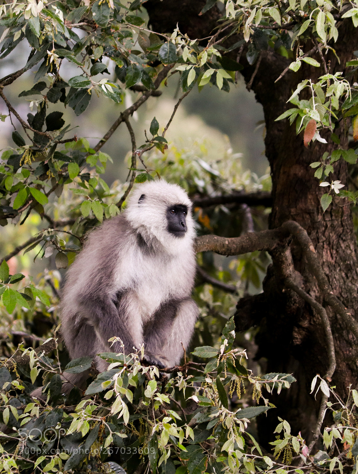 Canon EOS 200D (EOS Rebel SL2 / EOS Kiss X9) sample photo. Hanuman langur or indian photography