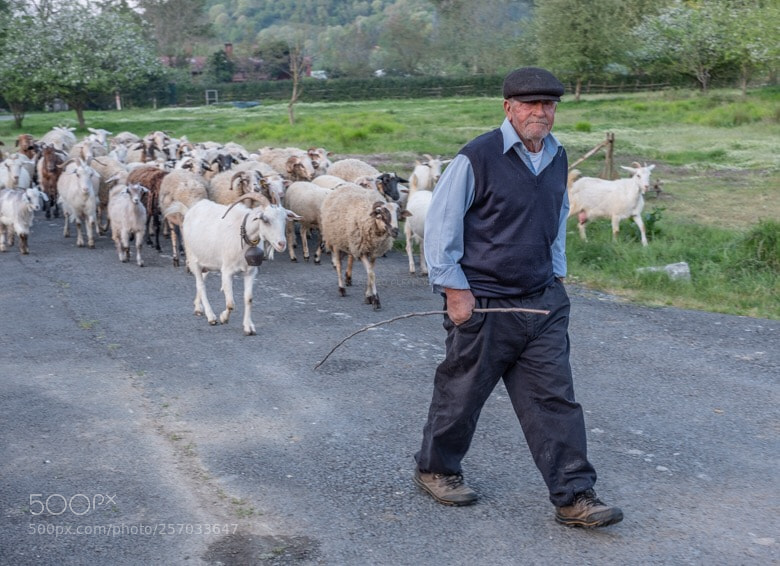 Fujifilm X-T2 sample photo. Shepherd of sheep  photography
