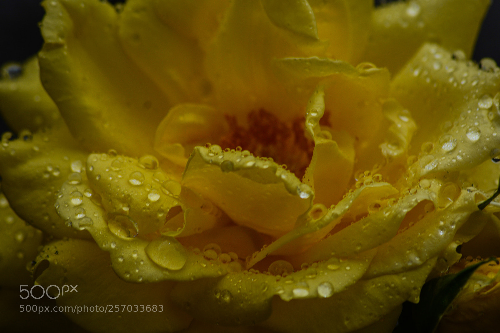 Nikon D7100 sample photo. Rose in rain photography