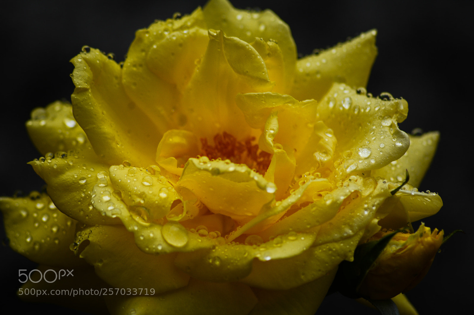 Nikon D7100 sample photo. Rose in rain 2 photography