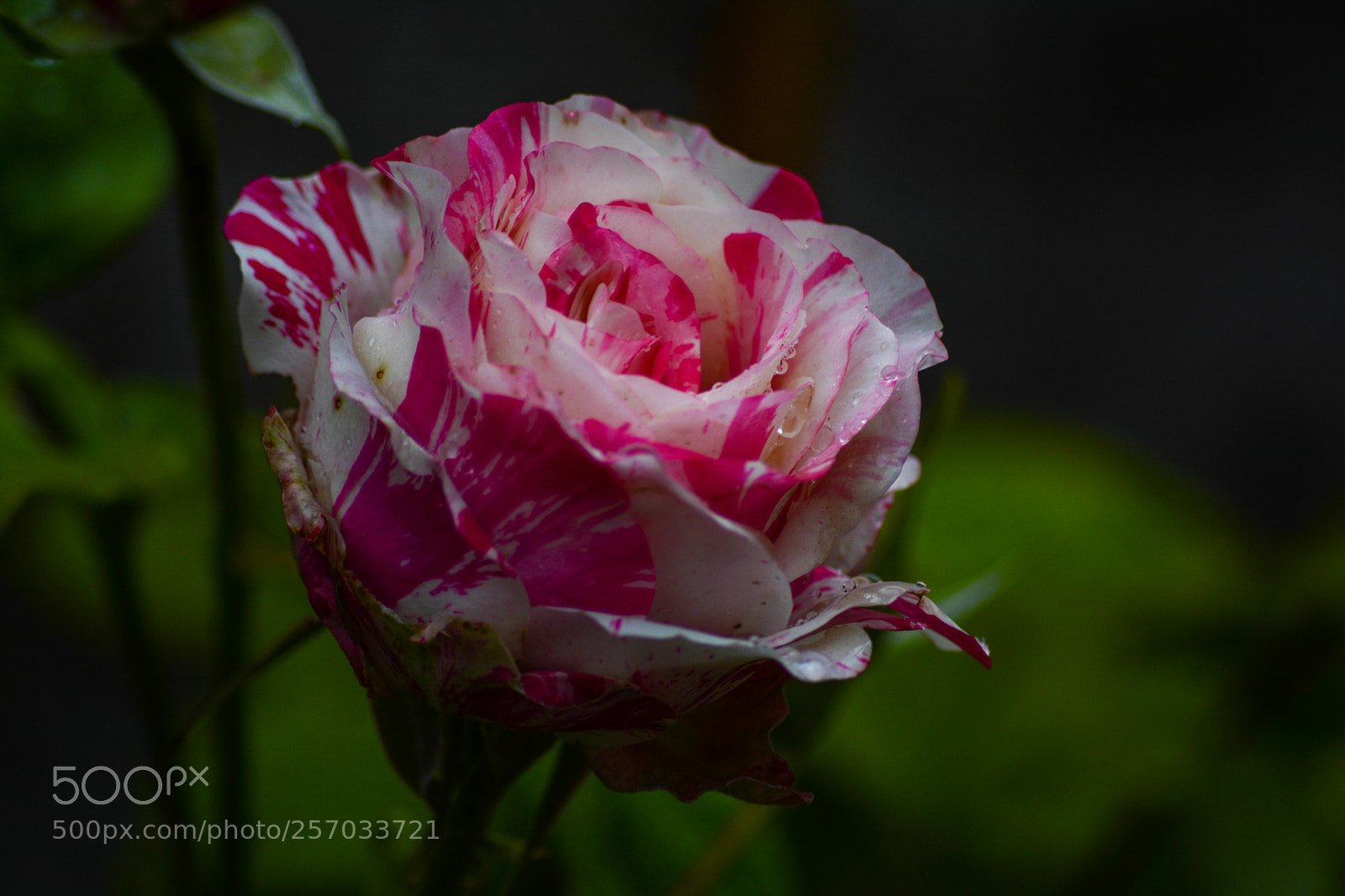Nikon D7100 sample photo. Rose photography