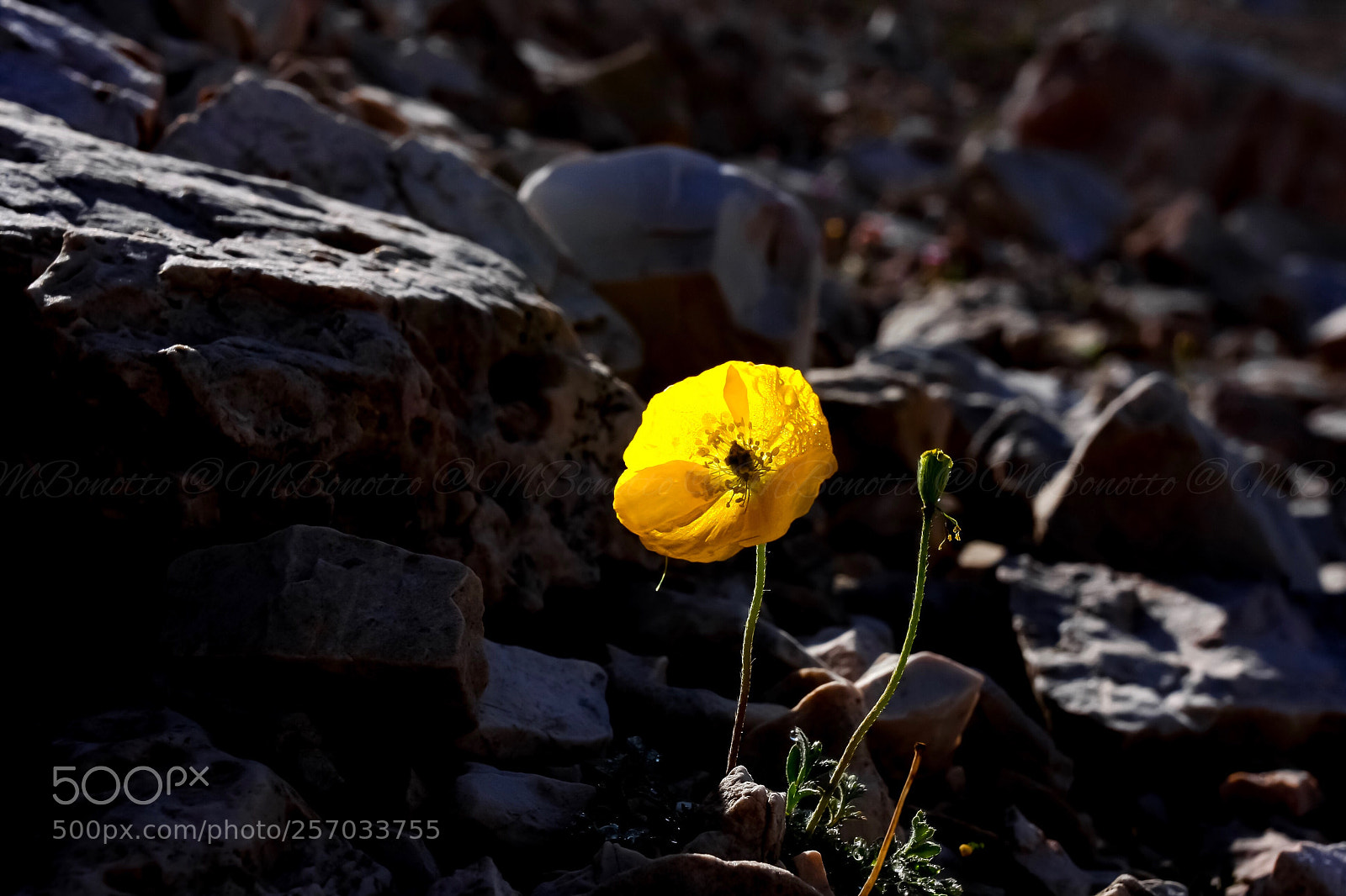 Canon EOS 40D sample photo. Yellow flowers photography