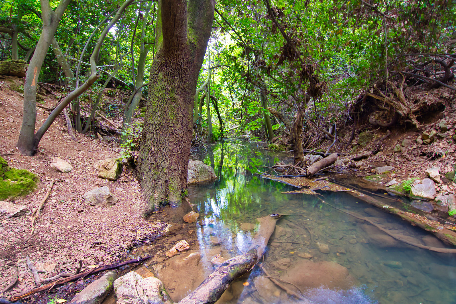 Nikon D7200 sample photo