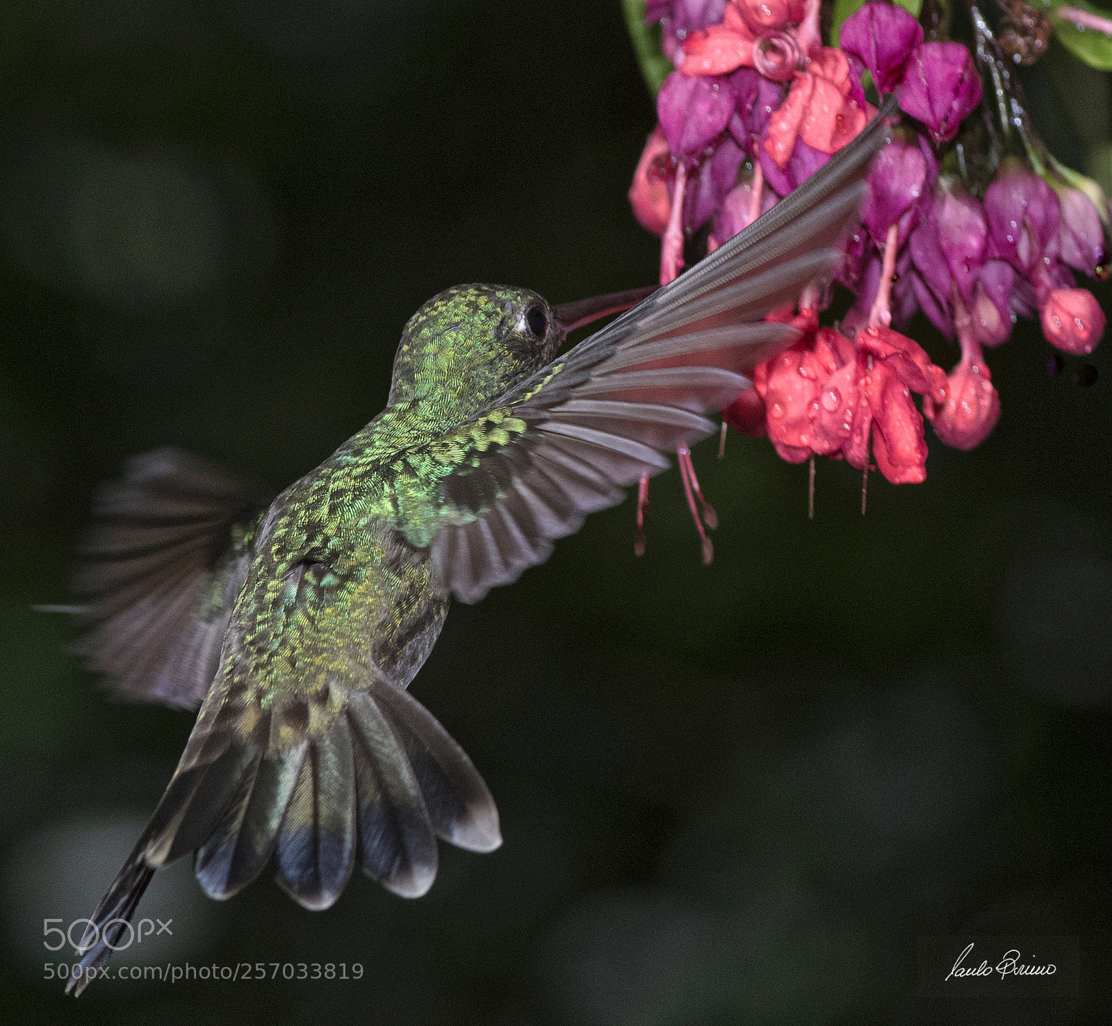 Nikon D810 sample photo. Hummingbird and flower photography