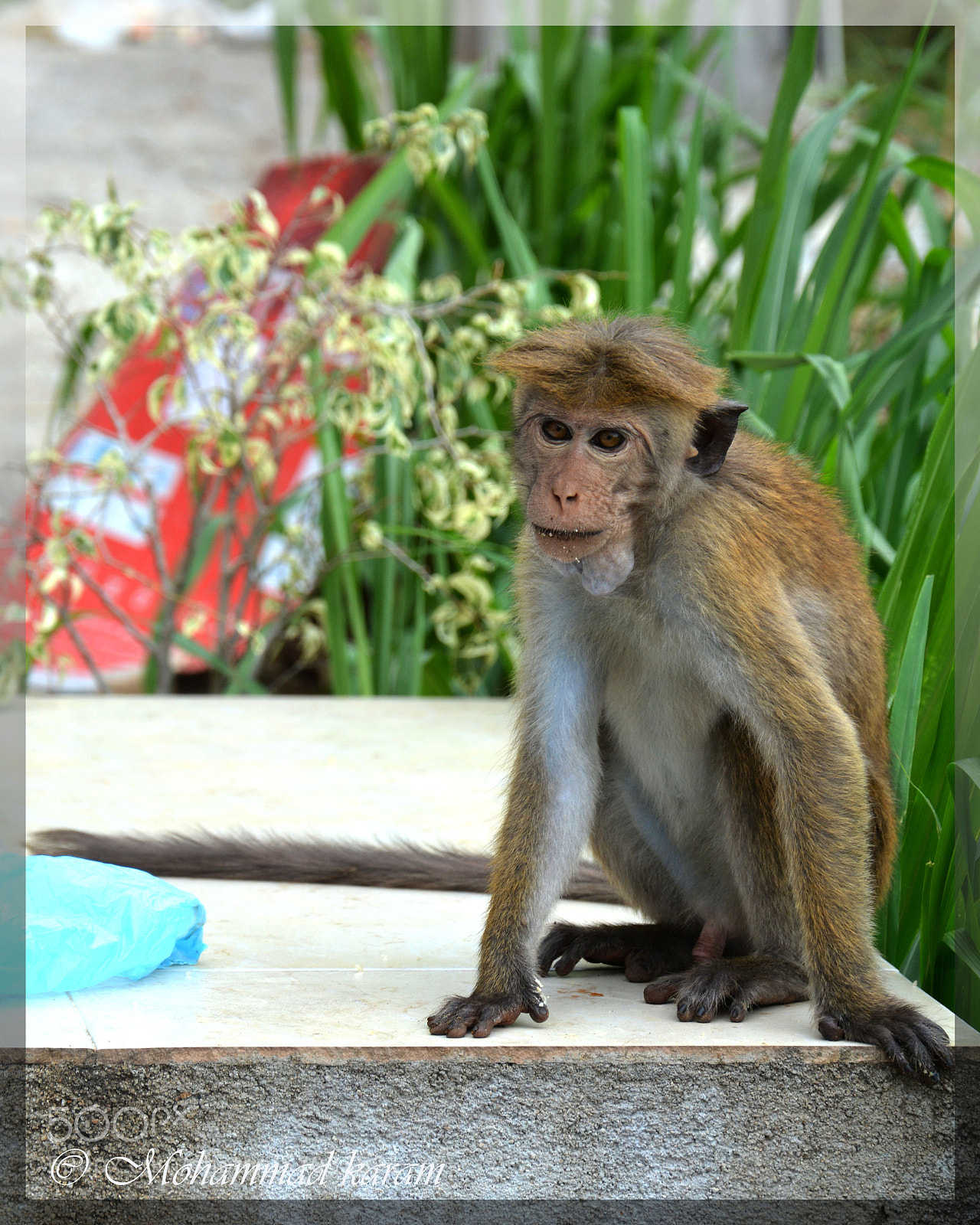 Nikon D7100 sample photo. Cute monkey photography